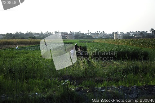 Image of Agriculture in Egypt