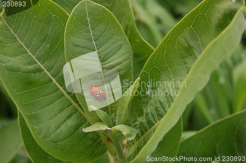 Image of ladybugs