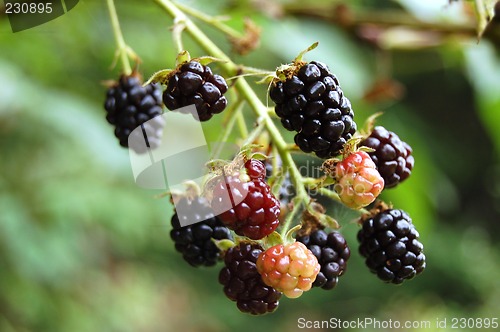 Image of black berries