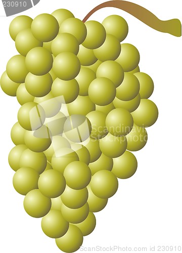 Image of grape