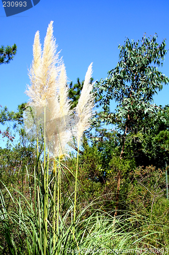 Image of Pampas Grass