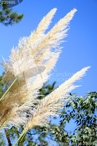 Image of Pampas Grass