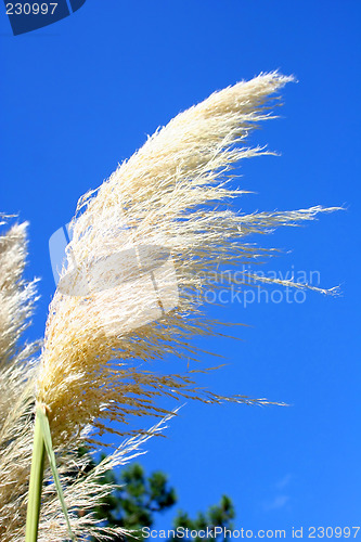 Image of Pampas Grass