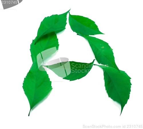 Image of Letter A composed of green virginia creeper leaves