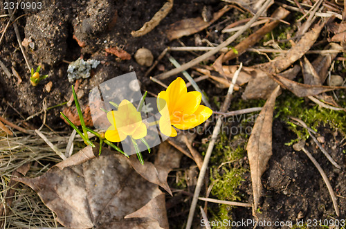 Image of yellow saffron crocus flower bloom in spring 