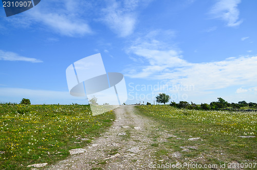 Image of Dirtroad in summer meadow