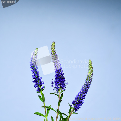 Image of Three Spiked Speedwell