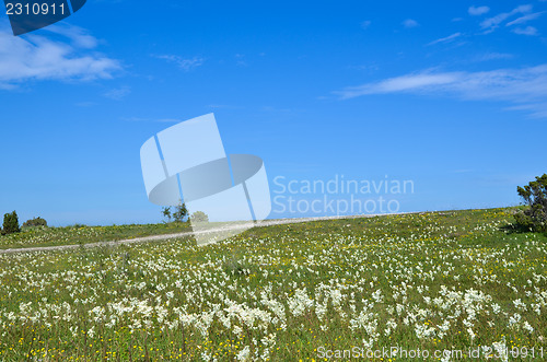 Image of Bright summer landscape