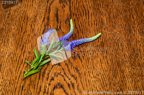 Image of Spiked Speedwell on a table