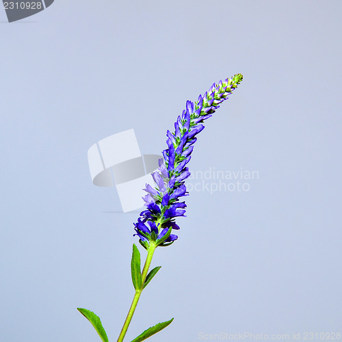 Image of Single Spiked Speedwell