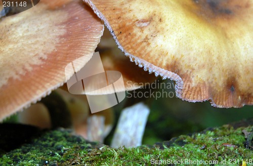 Image of mushroom