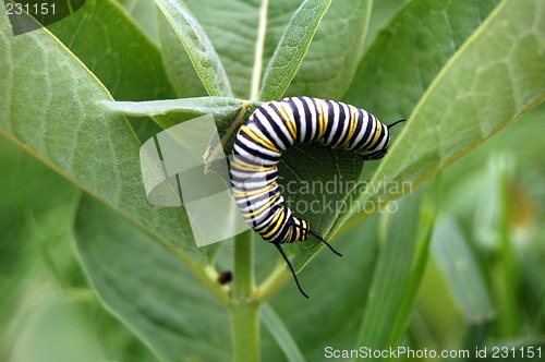 Image of monarch caterpelier
