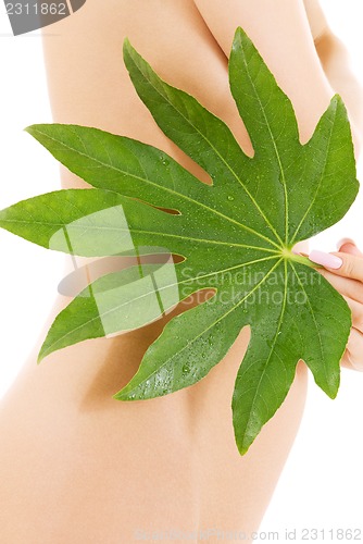 Image of female torso with green leaf over white