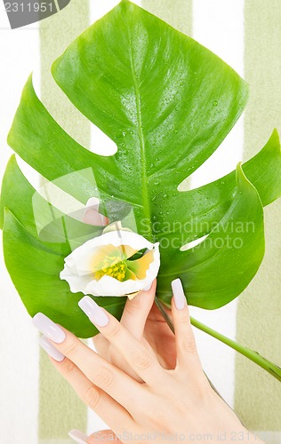 Image of female hands with green leaf and flower