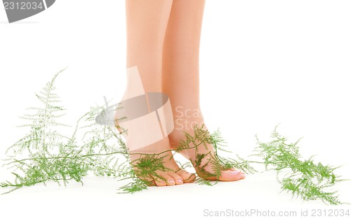 Image of female legs with green plant