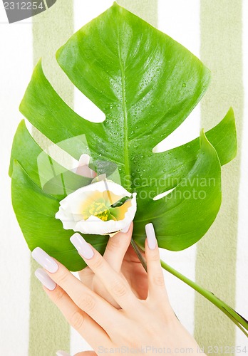 Image of female hands with green leaf and flower