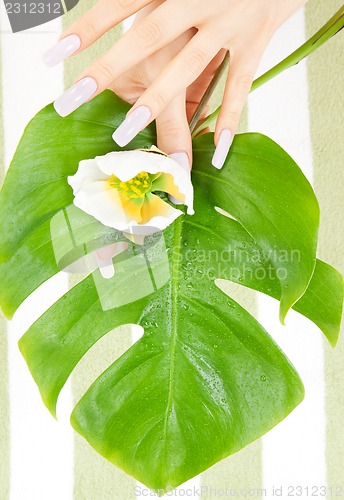 Image of female hands with green leaf and flower