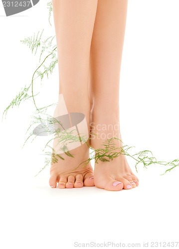 Image of female legs with green plant