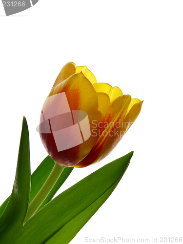 Image of Tulip