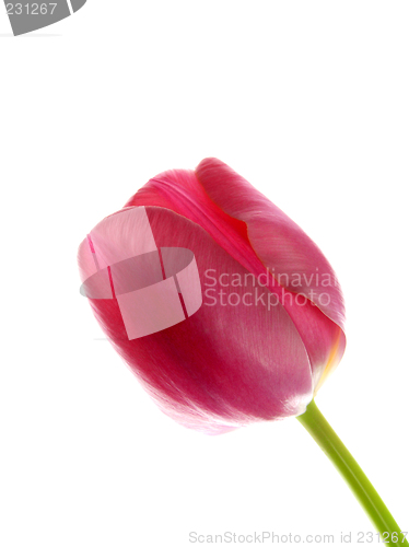 Image of Tulip