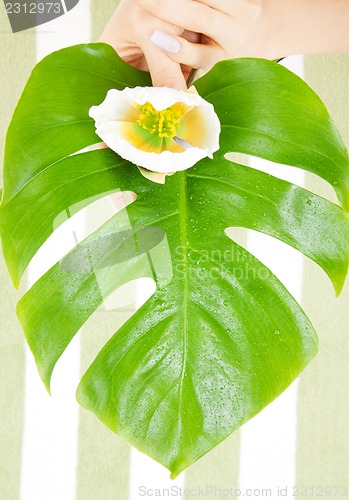 Image of female hands with green leaf and flower