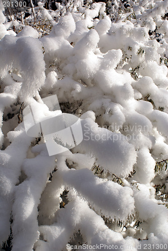 Image of Snow on the tree