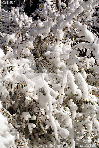 Image of Snow on the bush