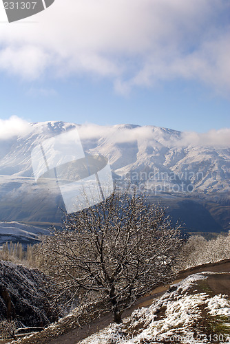 Image of Tree near the road in mountain