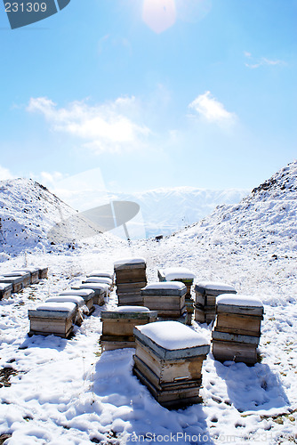 Image of Apiary on the snow