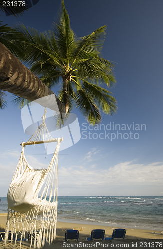 Image of swing on palm tree