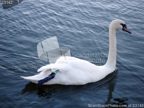 Image of Swimming Swan