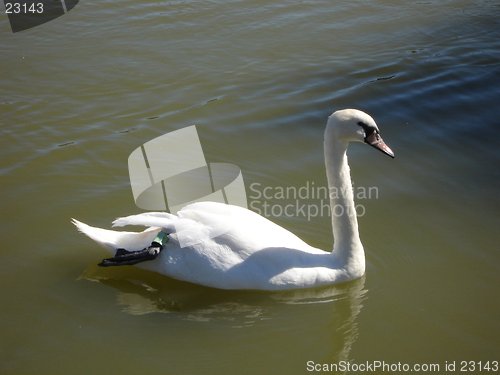 Image of Swimming Swan