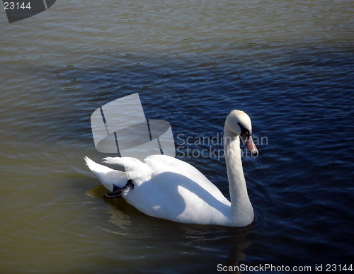 Image of Swimming Swan