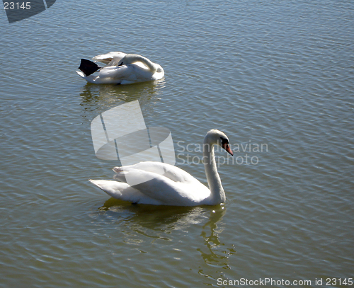 Image of Swimming Swan