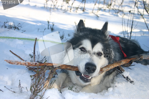 Image of playing malamute