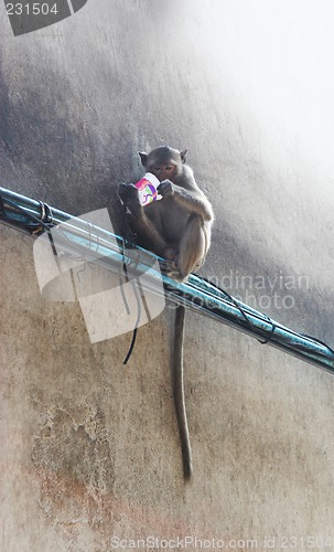 Image of Monkey on a wall