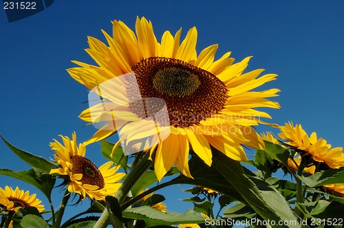 Image of sunflowers