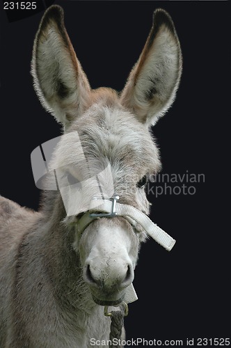 Image of cute donkey