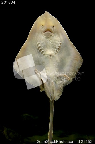 Image of stingray