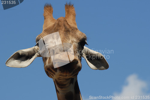 Image of giraffe