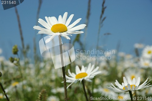 Image of Field of daisy's