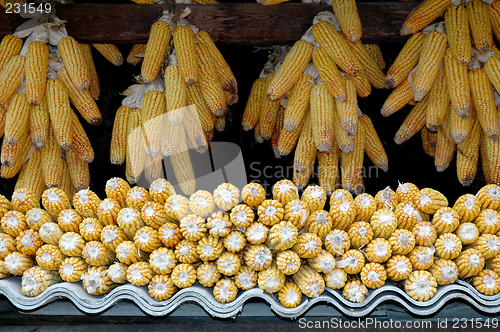 Image of corncobs hanging