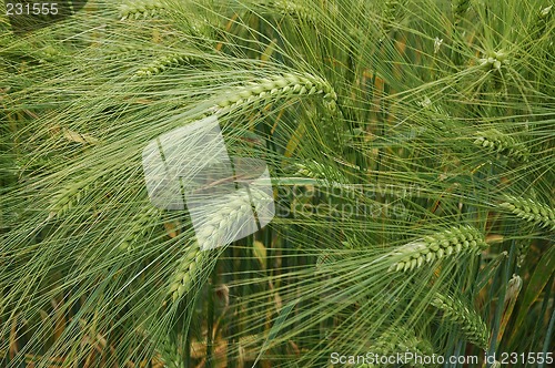 Image of Wheat