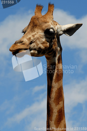 Image of Giraffe