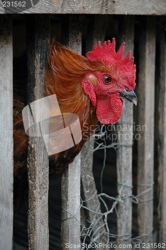 Image of Rooster