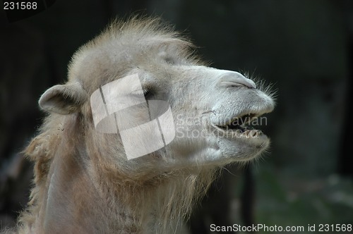 Image of Camel a.k.a. dromedary