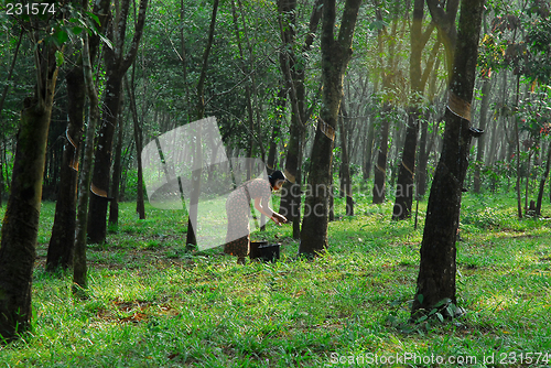 Image of latex plantation