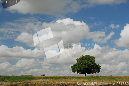 Image of Lonely tree