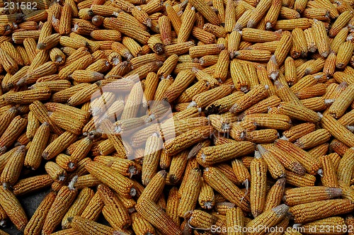 Image of Place full of corncobs