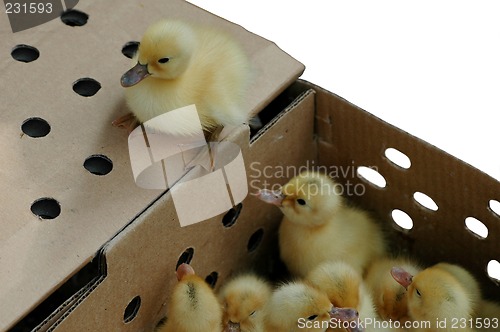 Image of Ducklings in a box